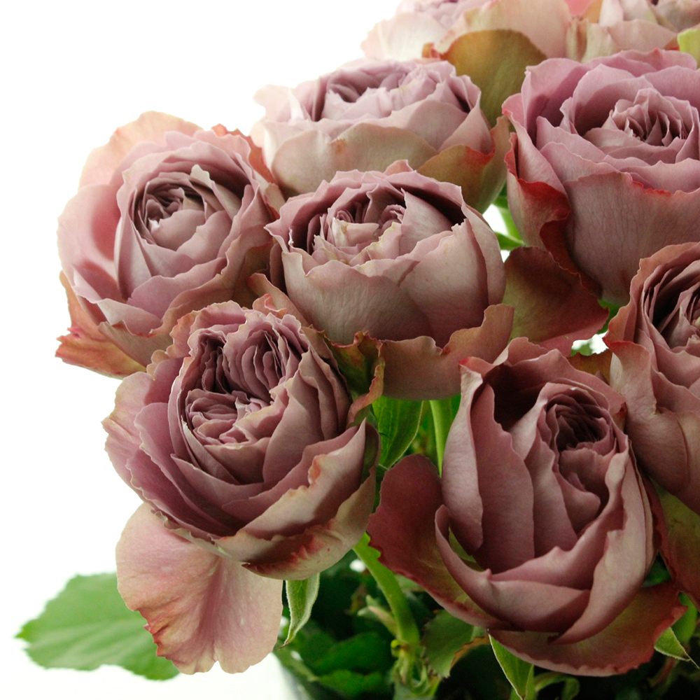 08直前SE】バラ アフタマス 堀木バラ園 30cm【生花】 - 花材通販はなど