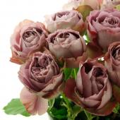 08直前SE】バラ アフタマス 堀木バラ園 30cm【生花】 - 花材通販はなど