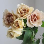 08直前!!】バラ エバンタイユドール(薄茶ベージュ系)40cm〜 萬華園