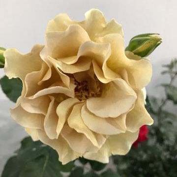 【08直前!!】バラ エバンタイユドール(薄茶ベージュ系)40cm〜　萬華園【生花】