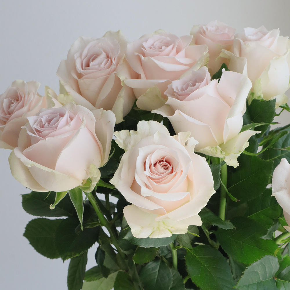 【直前】【生花】バラ　ソメイユ(淡いピンク)咲くとロゼット【OT】40CM