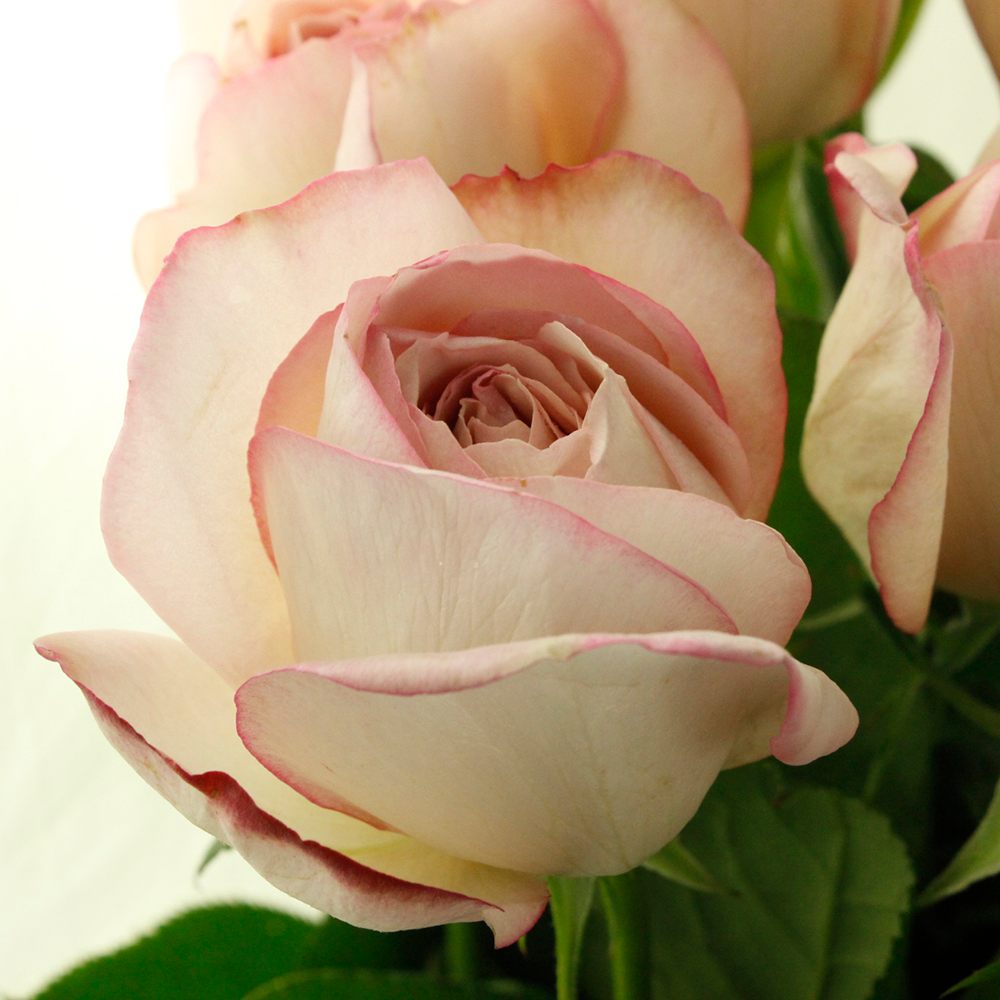 08直前】バラ ローズドゥディーゼル 大井農園40cm-【生花】 - 花材通販