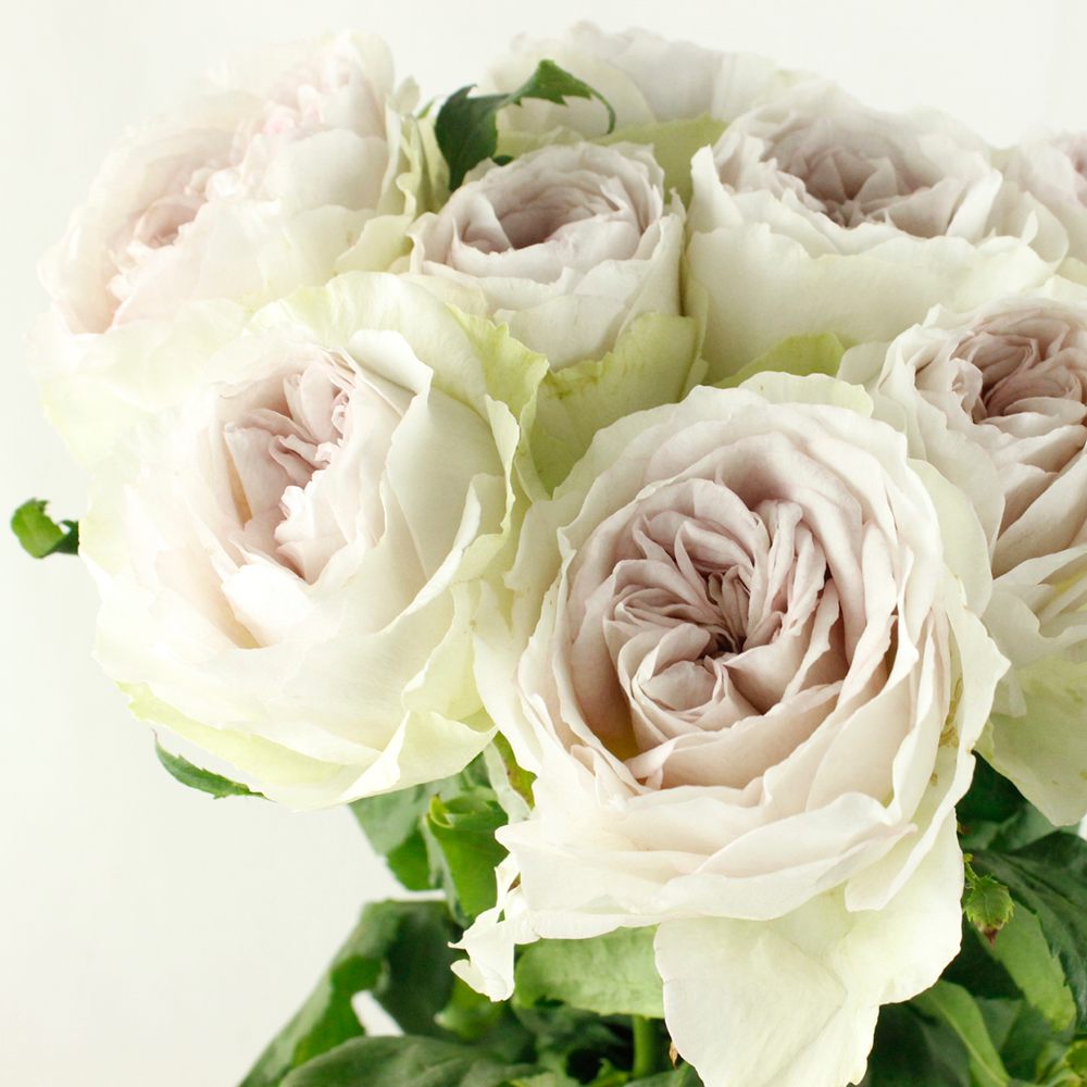 才のバラ I swore I'd never buy them again, but New Roses issue 38 tempted