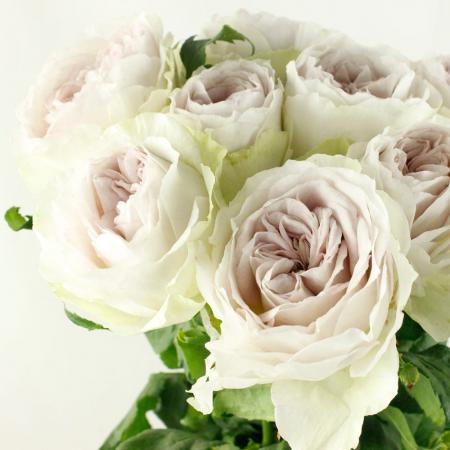 【08直前SE】 バラ　パートオブミー　50cm　堀木バラ園【生花】