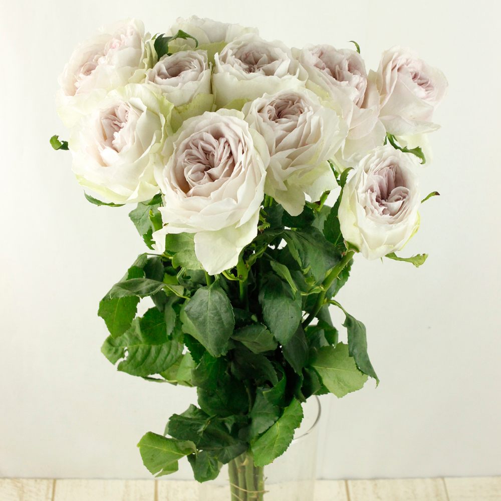 08直前11se バラ パートオブミー 40cm 堀木バラ園 生花 通販 はなどんやアソシエ 08直前11se バラ パートオブミー 40cm 堀木バラ園 生花 通販 はなどんやアソシエ