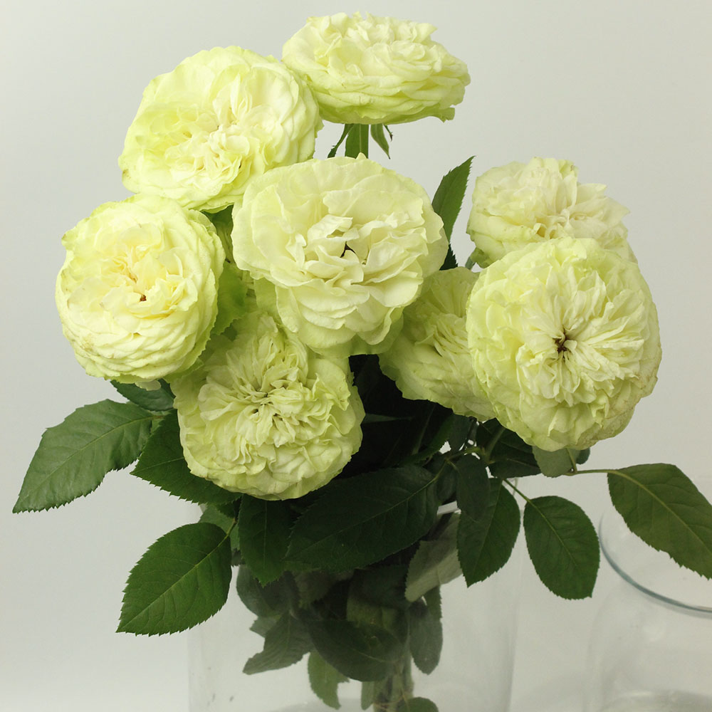 リビジョン ラババン バラ売り 希少種あり 生花】バラ オール4ラブ+ 40cm キット用 - 花材通販はなどんや