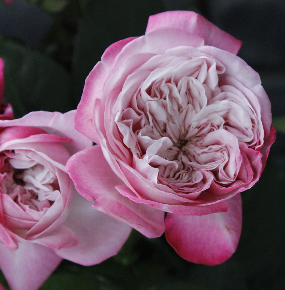 【08直前】レア品!バラ　パリス(1輪)50cm　金田バラ園【生花】