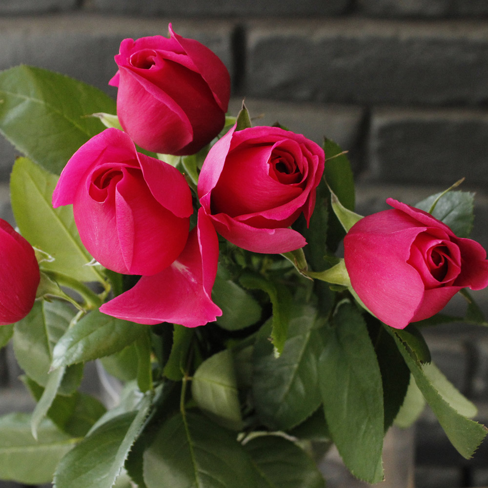 08直前!!】初入荷!バラ クリエイシモン(マリポサ)60cm 越智今治農協