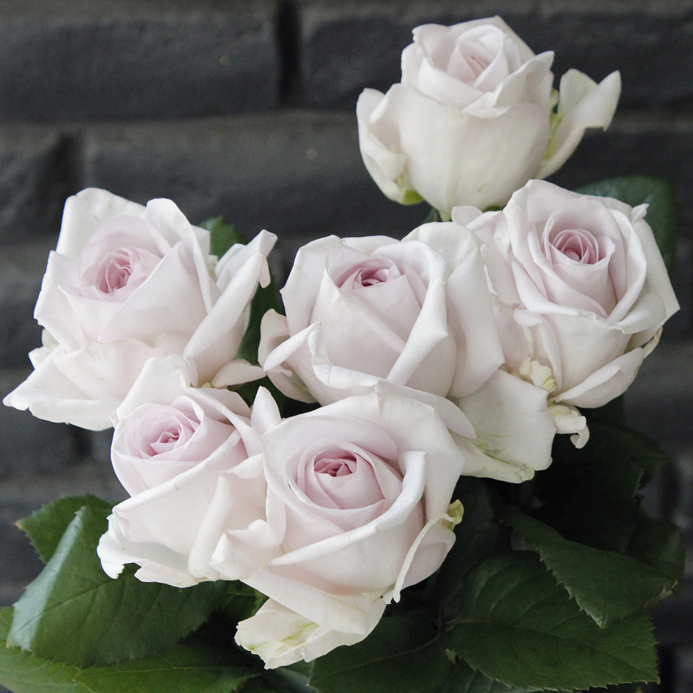 【生花】バラ　バウンティウェイ+　クニエダ※入荷少■今週のオトク【IT-23】