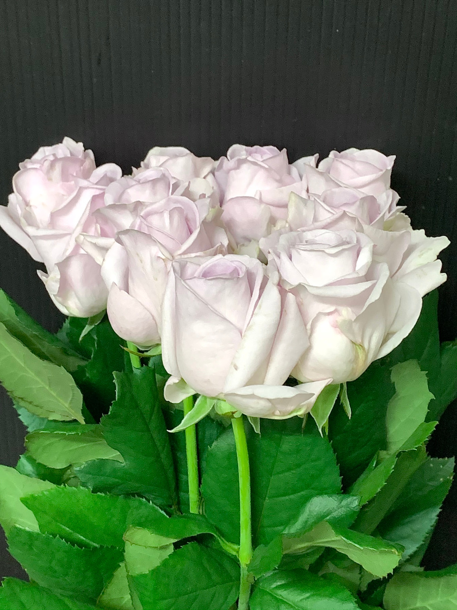 【生花】バラ　バウンティウェイ+　クニエダ※入荷少■今週のオトク【IT-23】