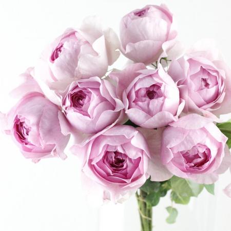 MELOGAPPA　ランダムフォト　バラ売りのみ 楽天市場】【まもなく締め切り】予約販売 バラ 苗 バラ 新苗 中輪