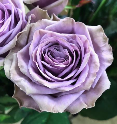 生花】バラ スペックパープル+ クニエダ □今週のオトク【IT