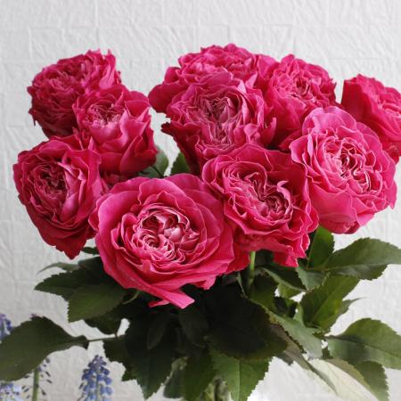 08直前】バラ オール4ダークキス+ 30cm クニエダバラ園 - 花材通販は