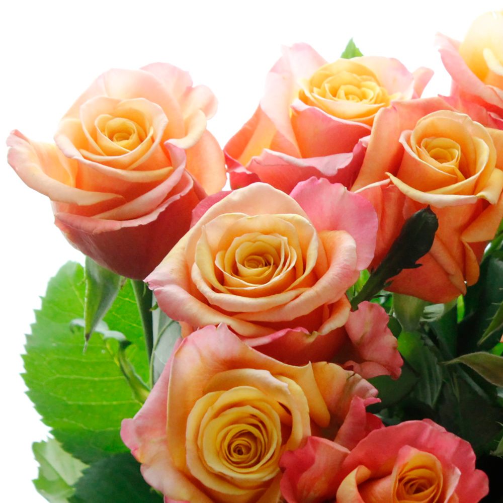 08直前!SE】バラ エタンセルパフューメラ(オレンジ系) 50cm根岸バラ園