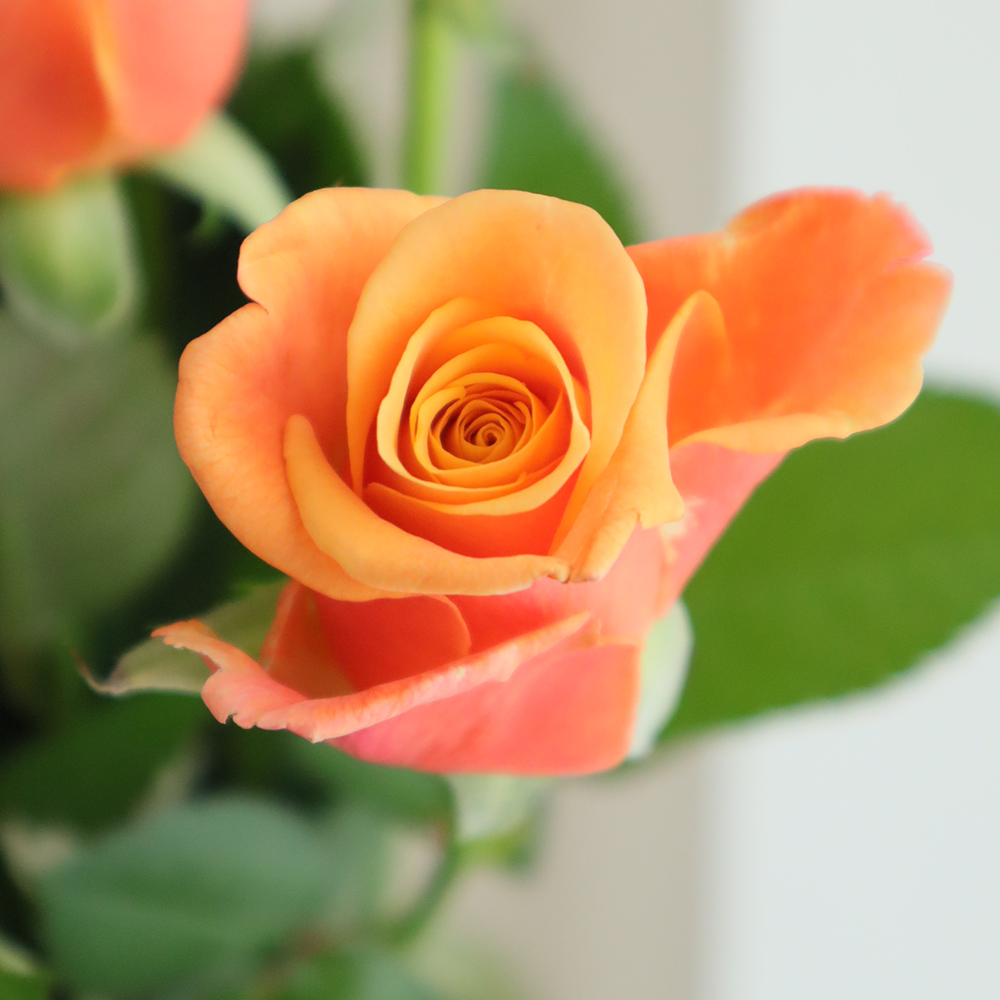 08直前!SE】バラ エタンセルパフューメラ(オレンジ系) 50cm根岸バラ園