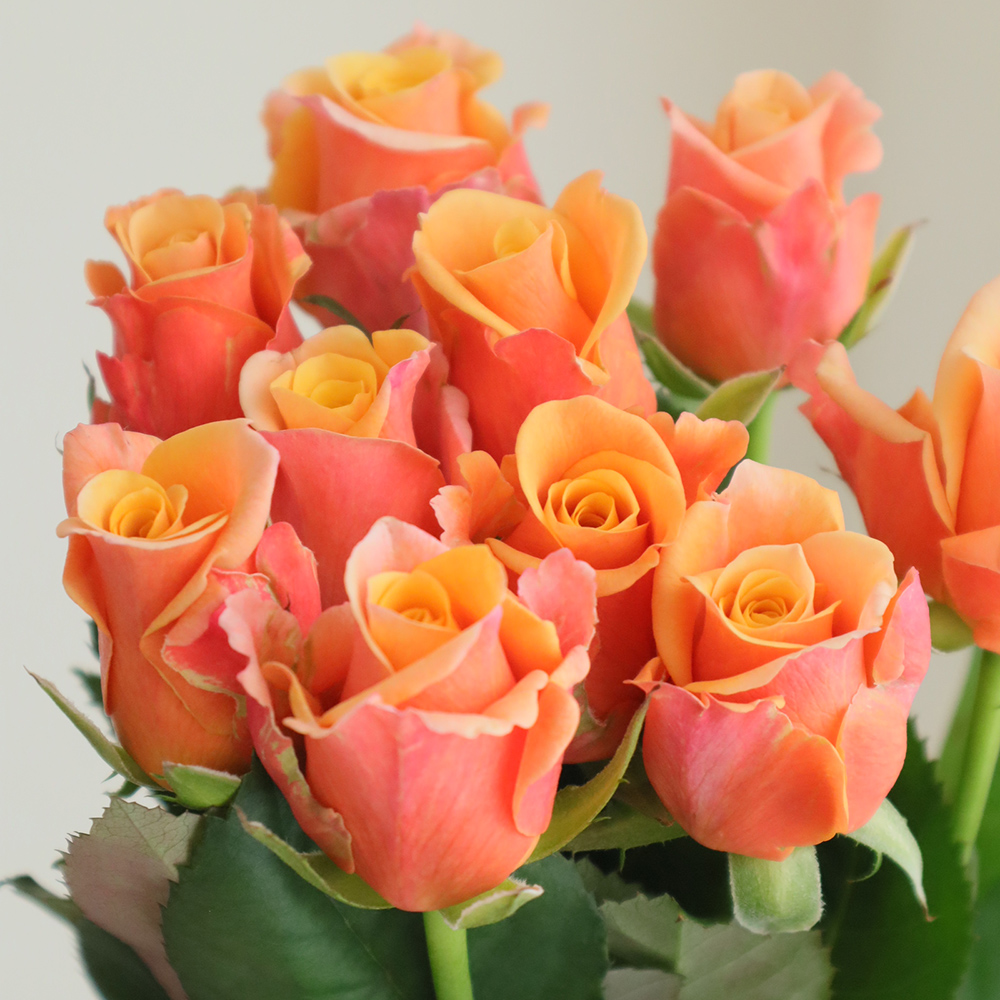 邦楽CD 100枚セット　バラ売り不可 08直前!SE】バラ エタンセルパフューメラ(オレンジ系) 50cm根岸バラ園