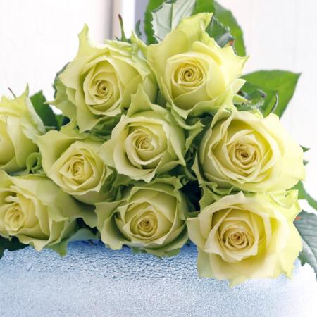 08直前】バラ ランハーツグリーン 45クニエダバラ園 - 花材通販はなど