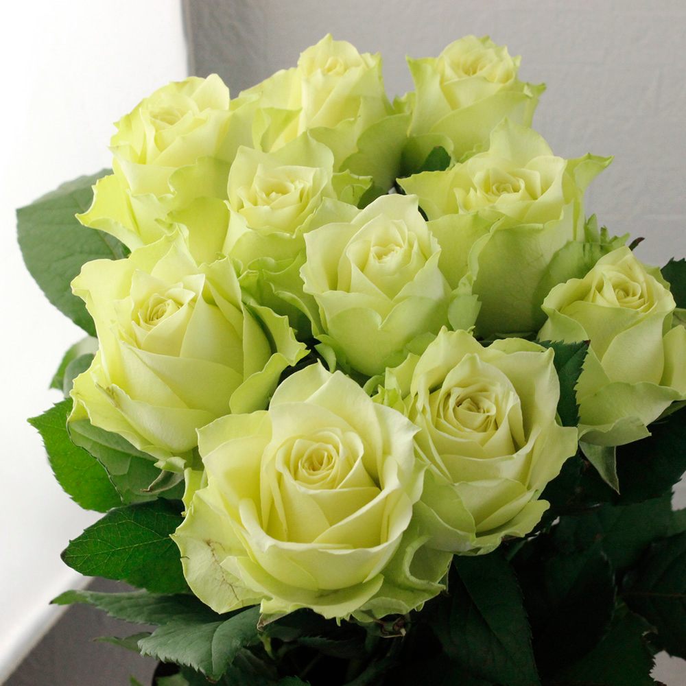 08直前】バラ ランハーツグリーン 45クニエダバラ園 - 花材通販はなど