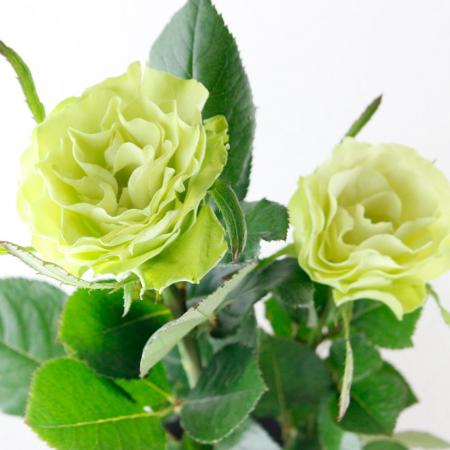 生花】後藤バラ園 名称未定(グリーン) - 花材通販はなどんやアソシエ