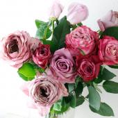 Amazon.co.jp: 薔薇苗・オールドローズ・カーディナル ドゥ