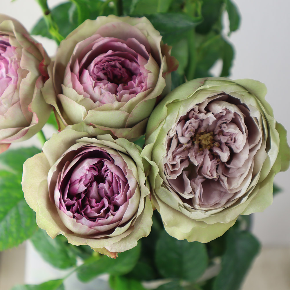 サエナクラエナ作 【バラ】 真宙（新苗）7号鉢植え バラ苗 《契約品種》 四季咲き中輪