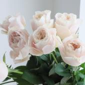 生花】バラ シフォンヴェール(淡いピンク)□今週のオトク【IT-23