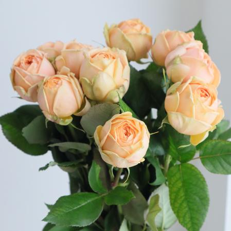 【08直前FJ】バラ　スウィートカタリナ(ピンク)50センチ藤原農園