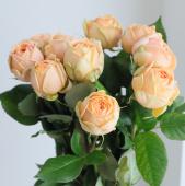 ※販売期間外※【08直前!FJ】バラ　スウィートカタリナ（ピンク）50センチ藤原農園【生花】