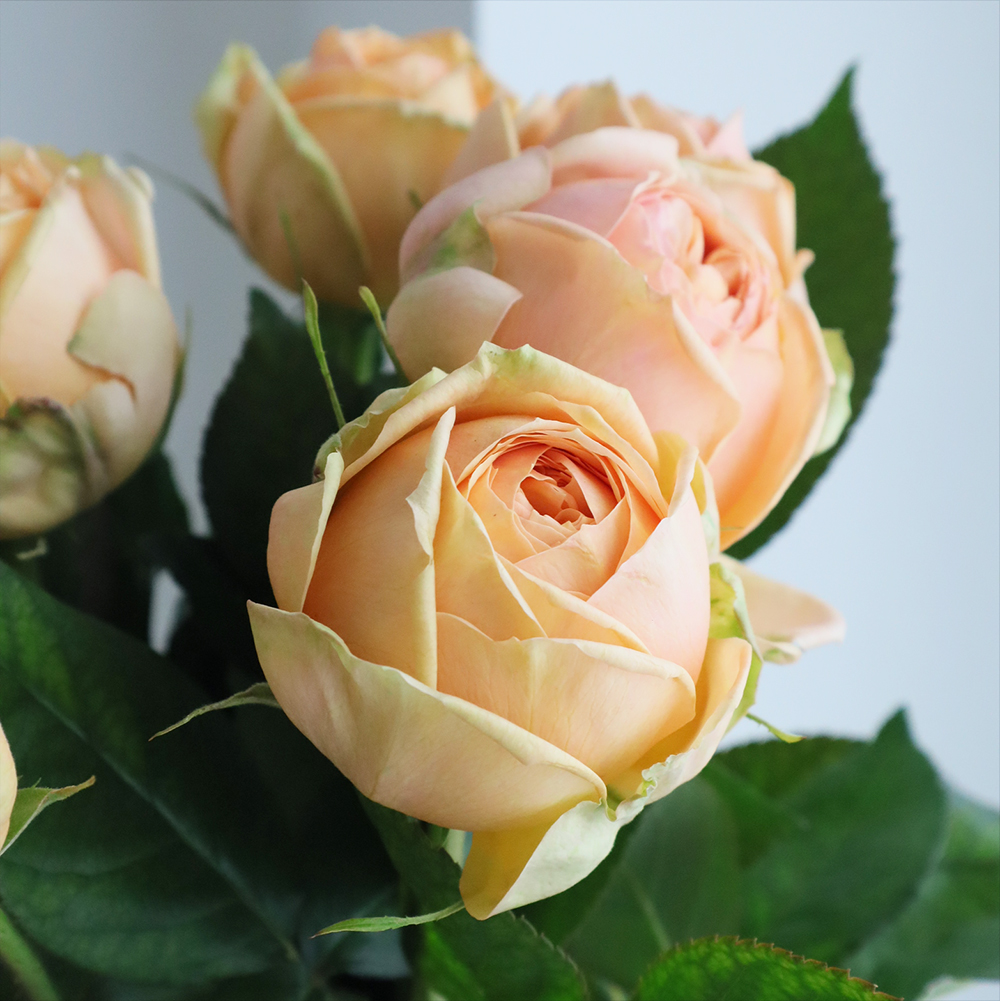 【08直前FJ】バラ　スウィートカタリナ(ピンク)50センチ藤原農園