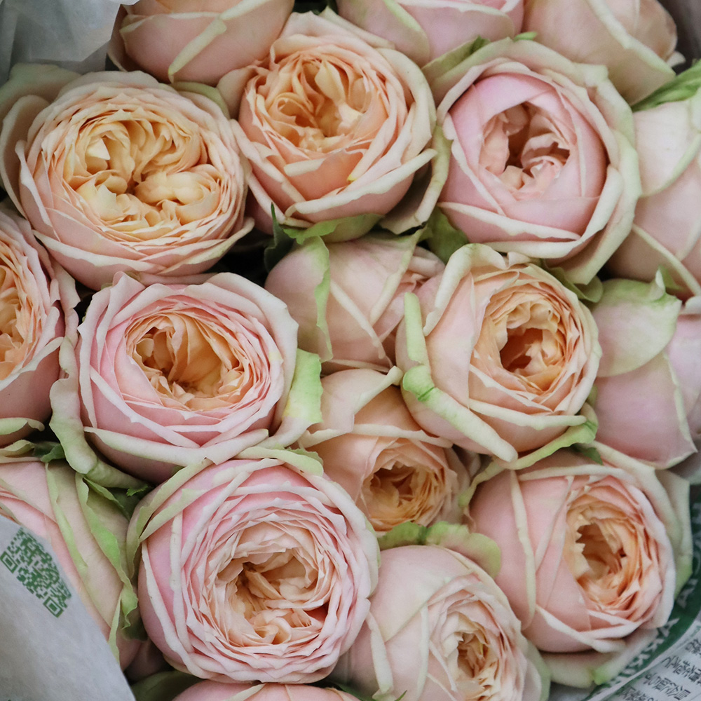 【08直前FJ】バラ　スウィートカタリナ(ピンク)50センチ藤原農園