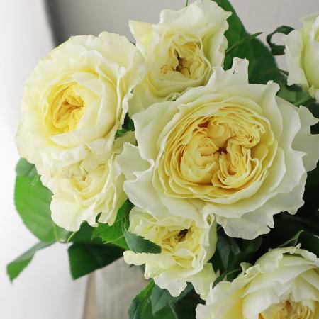 【08直前】バラ　レモンセント　香りよし!　鬼崎バラ園　50cm【生花】