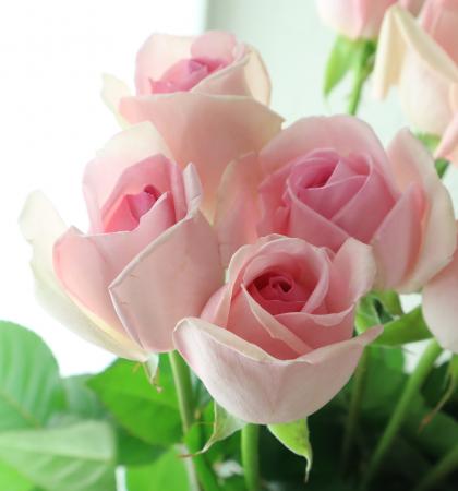 【08直前】バラ　プリティカレン(淡いピンク)50cm程度　栃木県【生花】