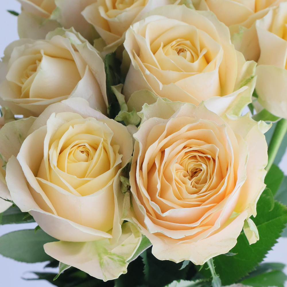 【直前】【生花】バラ　サマーシャイン+(黄色系)40CM- 金田バラ園　【OT】