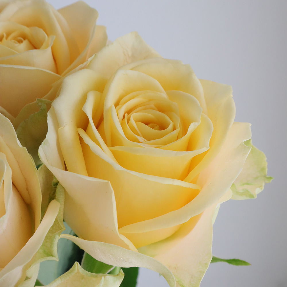 【直前】【生花】バラ　サマーシャイン+(黄色系)40CM- 金田バラ園　【OT】