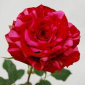 ばらのはな 279 Rose seedlings production field [2024.9.25] - YouTube