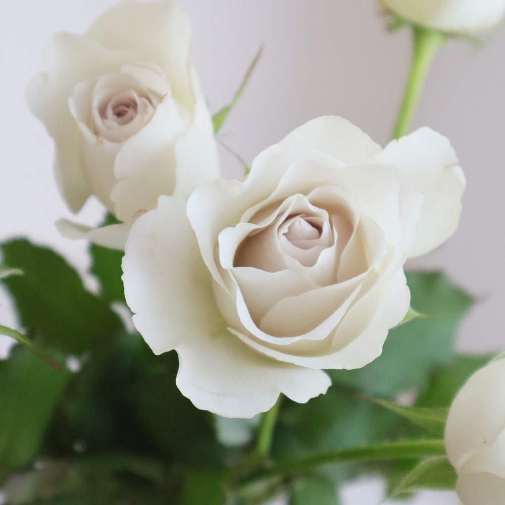 08直前】バラ レクイエム+ 金田バラ園 40センチ【生花】 - 花材通販は