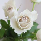 ※販売期間外※【08直前SE】バラ　レクイエム＋　國枝バラ園　40センチ【生花】