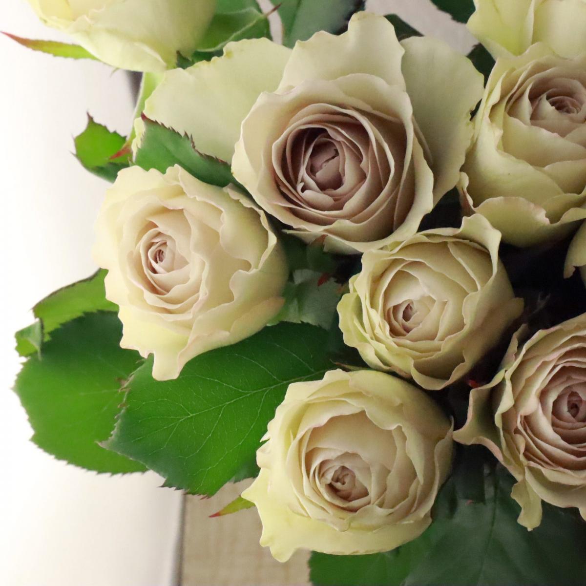 【08直前】バラ　レクイエム+　金田バラ園　50センチ