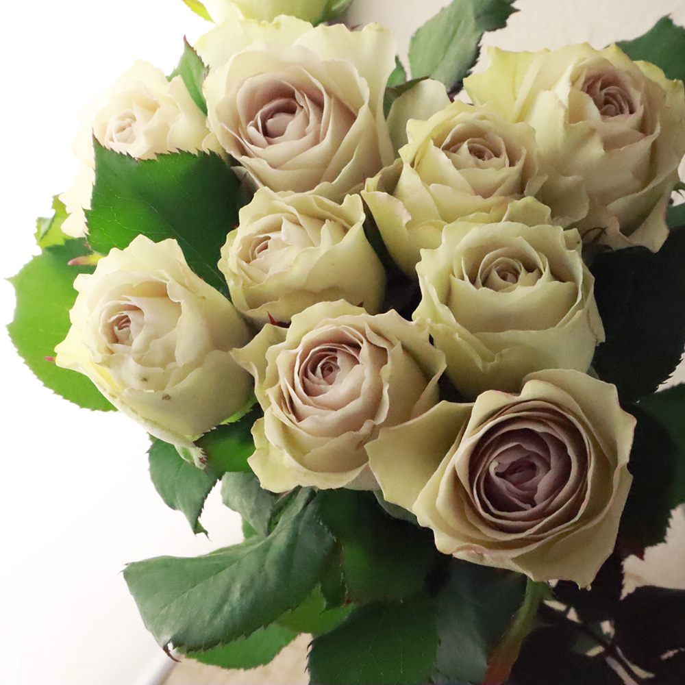 生花】バラ レクイエム+ 保科バラ園 - 花材通販はなどんやアソシエ