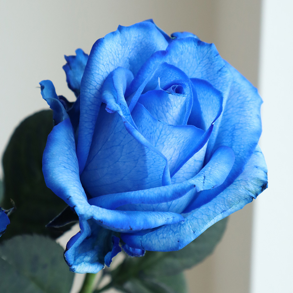 ブルーブルーまとめ売りバラ✖️ 生花】バラ 染めロイヤルブルー(青)【早締切-75】 - 花材通販はなどん