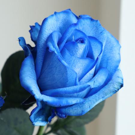生花】バラ 染めロイヤルブルー(青)【早締切-75】 - 花材通販はなどん