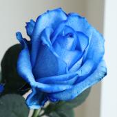 生花】バラ 染めロイヤルブルー(青)【早締切-75】 - 花材通販はなどん