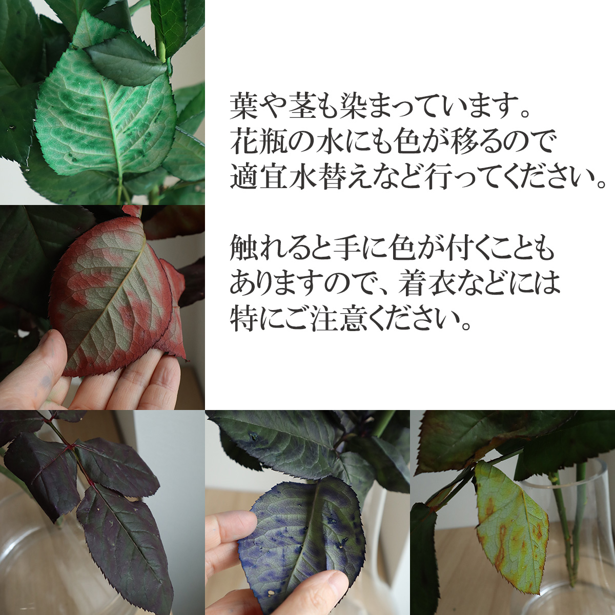 ×【生花】バラ　染めロイヤルブルー(青)【早締切-75】