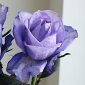 生花】バラ 染めラベンダー(紫)【早締切-75】※染色加工商品です。 - 花