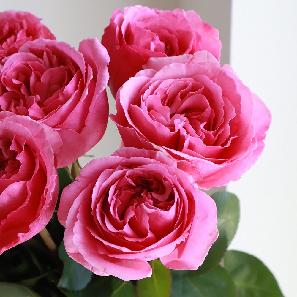 08直前】バラ アロマティーク(濃いピンク)強香 60cm ヒマワリ農協