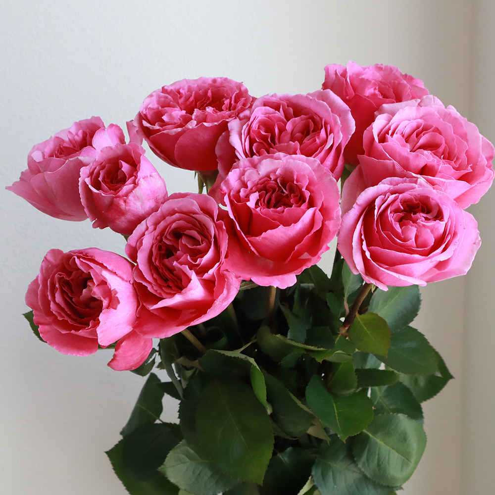 08直前】バラ アロマティーク(濃いピンク)強香 60cm ヒマワリ農協