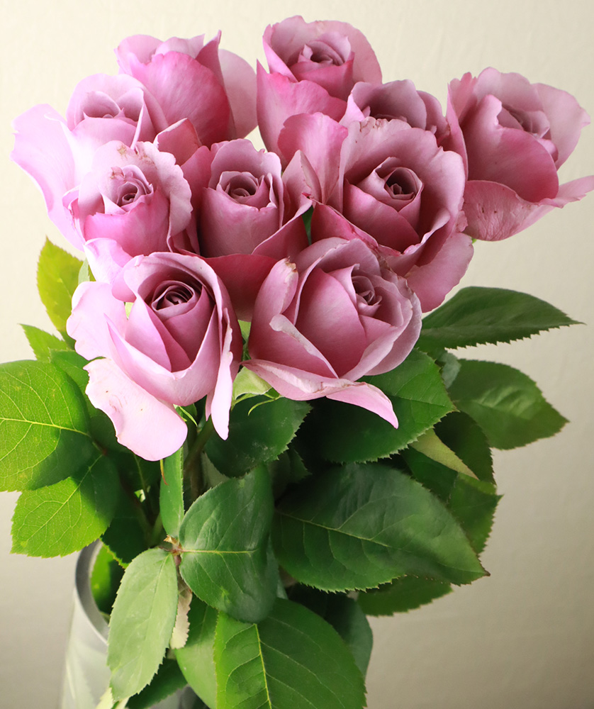 生花】バラ ファルセット(パープル系) - 花材通販はなどんやアソシエ