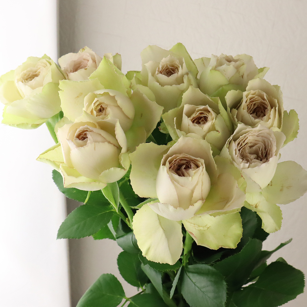 08直前SE】バラ インマイプレイス 30cm 堀木ばら園 - 花材通販はなどん