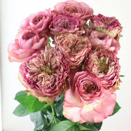 08直前SE】バラ ホールディングハンズ 堀木バラ園 40センチ - 花材通販