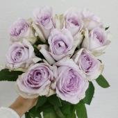 08直前SE】レア品!バラ モーヴェイン(紫)神生バラ園70cm - 花材通販は